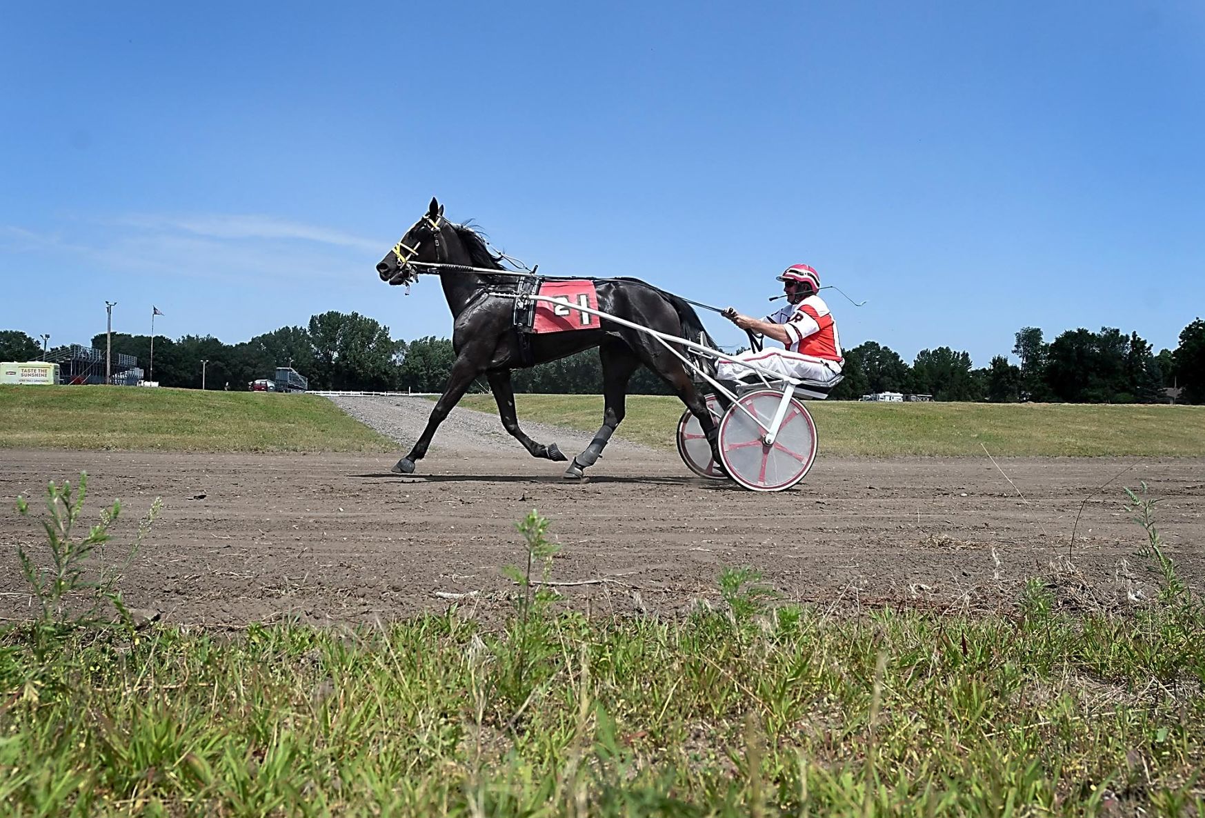 Harness racing 5